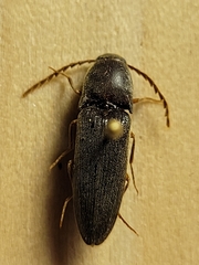 Megapenthes insignis