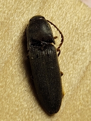 Megapenthes insignis