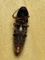 Megapenthes insignis