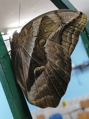 Eryphanis lycomedon