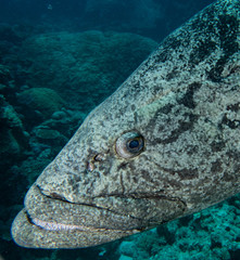 Epinephelus tukula