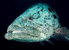 Epinephelus tukula