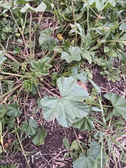 Malva parviflora