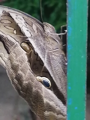 Eryphanis lycomedon