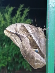 Eryphanis lycomedon