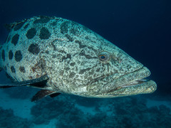 Epinephelus tukula