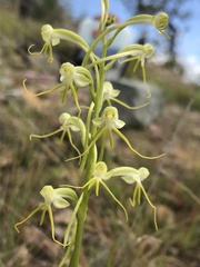 Habenaria elongata