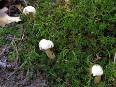 Tricholoma odorum