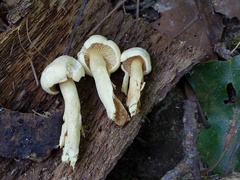 Tricholoma odorum