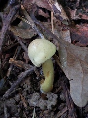 Tricholoma odorum