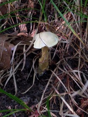 Tricholoma odorum