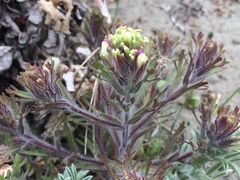 Castilleja exserta latifolia