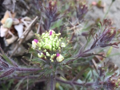 Castilleja exserta latifolia