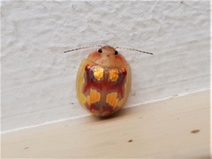 Paropsisterna gloriosa