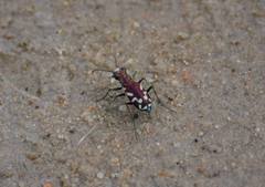 Cicindela fulgida