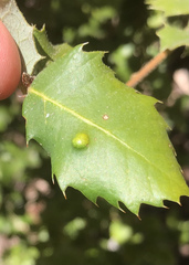 Aceria mackiei