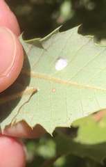 Aceria mackiei