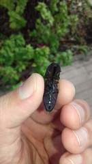Chalcolepidius limbatus