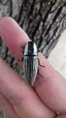 Chalcolepidius limbatus