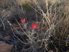 Castilleja lanata