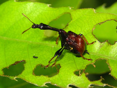 Paracycnotrachelus chinensis