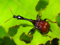 Paracycnotrachelus chinensis