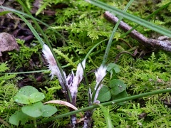 Thelephora penicillata