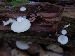 Crepidotus stipitatus