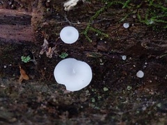 Crepidotus stipitatus