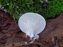 Crepidotus stipitatus