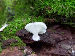 Crepidotus stipitatus