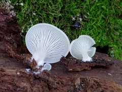 Crepidotus stipitatus