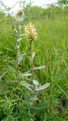 Pterocaulon alopecuroides