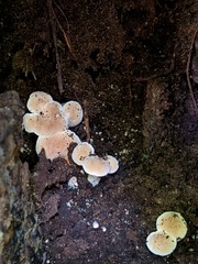 Hydnum subtilior