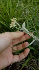 Pterocaulon alopecuroides