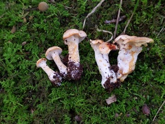 Hydnum subtilior