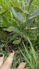 Pterocaulon alopecuroides