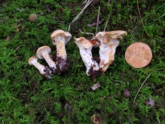 Hydnum subtilior