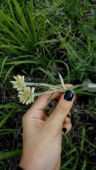 Pterocaulon alopecuroides