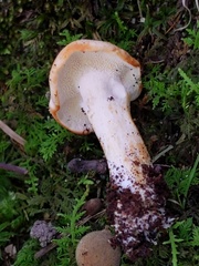 Hydnum subtilior