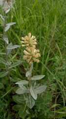 Pterocaulon alopecuroides