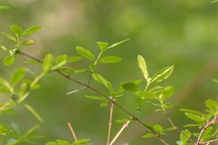 Ligustrum vulgare