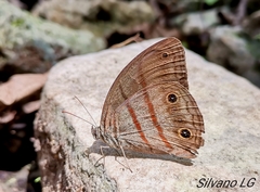 Megeuptychia antonoe