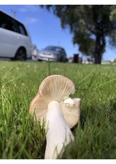 Russula nitida