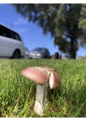 Russula nitida