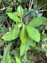 Costus woodsonii