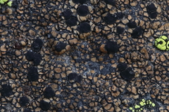 Rhizocarpon bolanderi