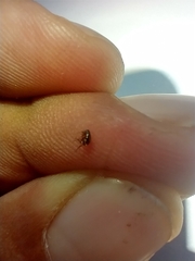 Ctenocephalides canis