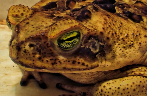Cane Toad