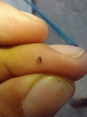 Ctenocephalides canis